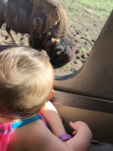 Adventures in Traveling - Exhibit O: Bearizona!!! Gretchen loved looking at the of the animals up close!