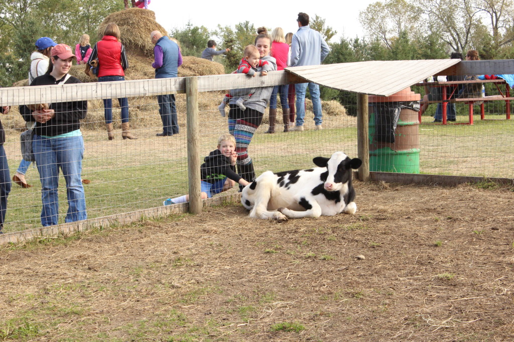 Brecken petting the cow