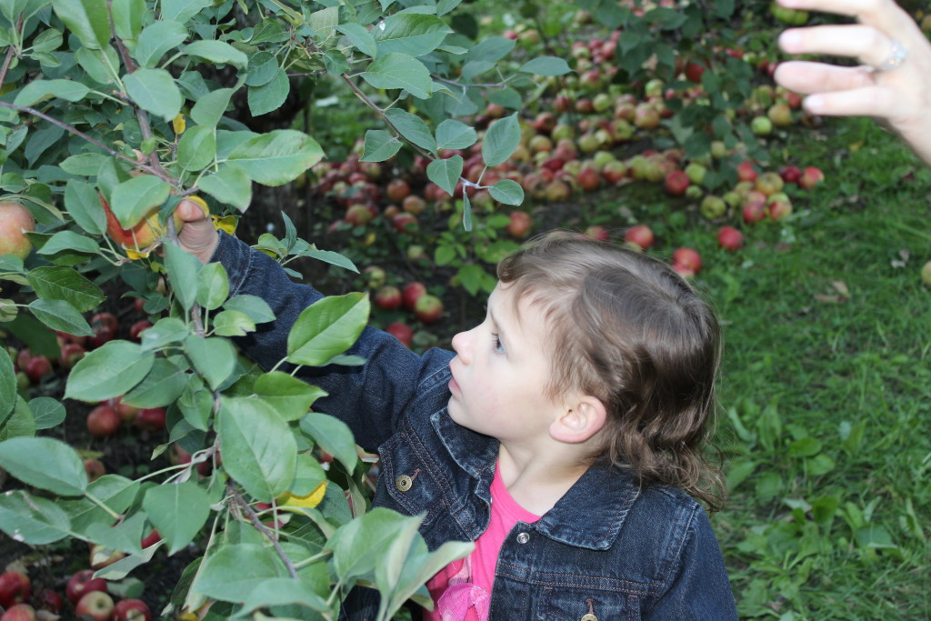 Madiana searching for the perfect apple