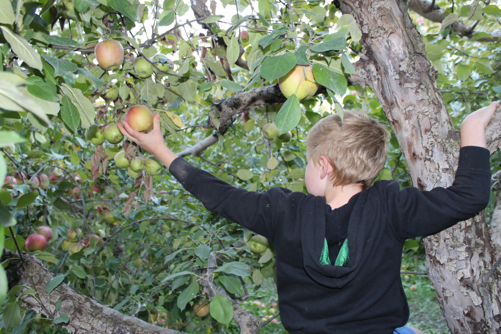 Brecken finding the perfect apple up the tree